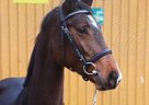 Holsteiner - Horse for Sale in Michaelisbruch, 16845 Holsteiner - Horse for Sale in Michaelisbruch, 16845