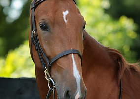 Saddlebred (Saddlebred, Gelding) in Greenwood,IN, IN