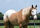 Appaloosa - Horse for Sale in Longwood, FL 32750