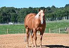 Quarter Horse - Horse for Sale in Dallas, TX 77518