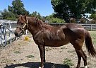 Peruvian Paso - Horse for Sale in Santa Ynez, CA 93460