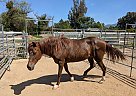 Peruvian Paso - Horse for Sale in Santa Ynez, CA 93460