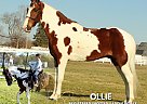 Spotted Saddle - Horse for Sale in Lewisburg, TN 37091 Spotted Saddle - Horse for Sale in Lewisburg, TN 37091