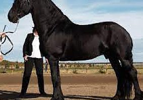 Friesian (Friesian, Mare) in Newark, NJ
