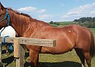 Harley - Gelding in Kendall, WI Harley - Gelding in Kendall, WI