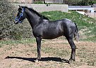Andalusian - Horse for Sale in Canyon, CA 91387
