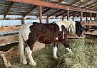 Gypsy Vanner - Horse for Sale in Red Deer, AB T0M 1V0 Gypsy Vanner - Horse for Sale in Red Deer, AB T0M 1V0