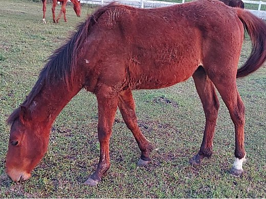 Horse $700