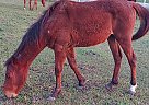 Arabian - Horse for Sale in Sugar Land, TX 77478