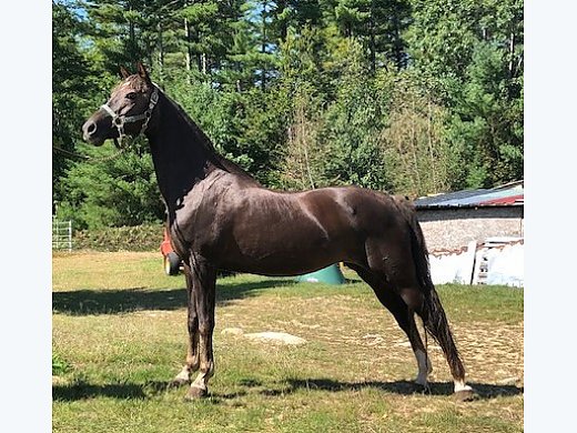 Lesson & Trail Horse