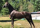 Morgan - Horse for Sale in Lebanon, ME 04027