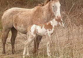 Appaloosa (Appaloosa, Mare) in Craigsville, WV
