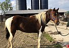 Scout - Gelding in Jerseyville, IL Scout - Gelding in Jerseyville, IL