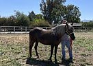 Peruvian Paso - Horse for Sale in Santa Ynez, CA 93460