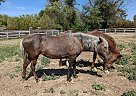 Peruvian Paso - Horse for Sale in Santa Ynez, CA 93460