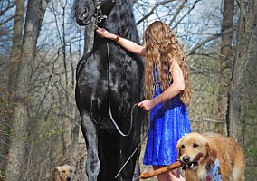Friesian (Friesian, Mare) in North Charleston, SC