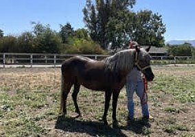 Peruvian Horse (Peruvian Horse, Mare) in Santa Ynez, CA