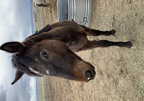 Poa (Pony of the Americas, Gelding) in Franktown, CO
