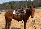 Quarter Horse - Horse for Sale in Valdese, NC 28690