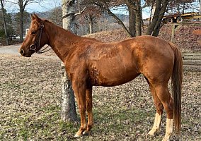 Quarter Horse (Quarter Horse, Mare) in Valdese, NC