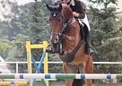 Hanoverian - Horse for Sale in Michaelisbruch, 16845 Hanoverian - Horse for Sale in Michaelisbruch, 16845