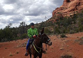 Mule (Mule, Mare) in Cave-Creek, AZ