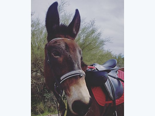 Trail Extraordinaire Molly Mule