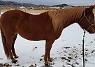 Quarter Horse - Horse for Sale in Spring Creek, NV 89815