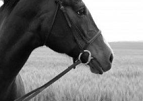 Warmblood (Warmblood, Mare) in Great Falls, MT