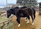 Welsh Pony - Horse for Sale in Red Deer, AB T0M 1V0 Welsh Pony - Horse for Sale in Red Deer, AB T0M 1V0