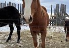 Welsh Pony - Horse for Sale in Red Deer, AB T0M 1V0 Welsh Pony - Horse for Sale in Red Deer, AB T0M 1V0