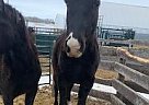 Other - Horse for Sale in Red Deer, AB T0M 1V0