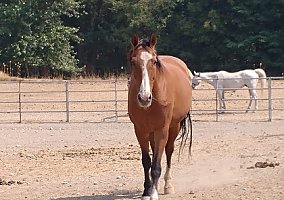 Dressage Or Hunter/Jumper Brodie