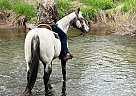 Appaloosa - Horse for Sale in Whitelaw, WI 54257