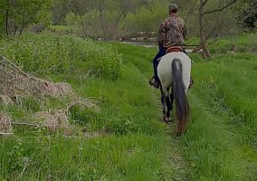 Appaloosa (Appaloosa, Gelding) in Whitelaw, WI