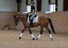 Chicago, 16’1, Elegant Bay TB Chicago