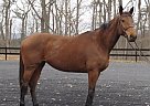 Hanoverian - Horse for Sale in Middletown, VA 22645 Hanoverian - Horse for Sale in Middletown, VA 22645