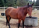 Azteca - Horse for Sale in Gresham, OR 97030