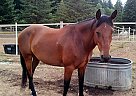 Azteca - Horse for Sale in Gresham, OR 97030 Azteca - Horse for Sale in Gresham, OR 97030