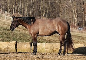 Quarter Horse (Quarter Horse, Gelding) in NH