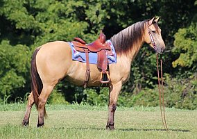 Quarter Horse (Quarter Horse, Gelding) in Boston, MA