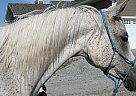 Arabian - Horse for Sale in Oakbank, MB 