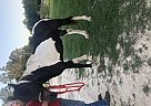 Tennessee Walking - Horse for Sale in Valdosta, GA 31601 Tennessee Walking - Horse for Sale in Valdosta, GA 31601