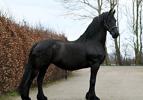 Friesian (Friesian, Mare) in Dallas, TX