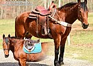Draft - Horse for Sale in Lewisburg, TN 37091 Draft - Horse for Sale in Lewisburg, TN 37091