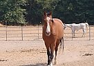 Dressage Or Hunter/Jumper Brodie