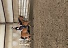 Arabian - Horse for Sale in Fort St. John, BC V1J6T9