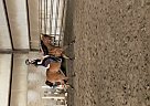 Arabian - Horse for Sale in Fort St. John, BC V1J6T9 Arabian - Horse for Sale in Fort St. John, BC V1J6T9