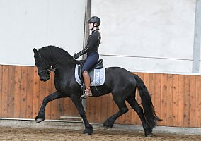 Friesian (Friesian, Gelding) in Olympia, WA