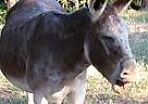 Donkey - Horse for Sale in Bahama, NC 27503